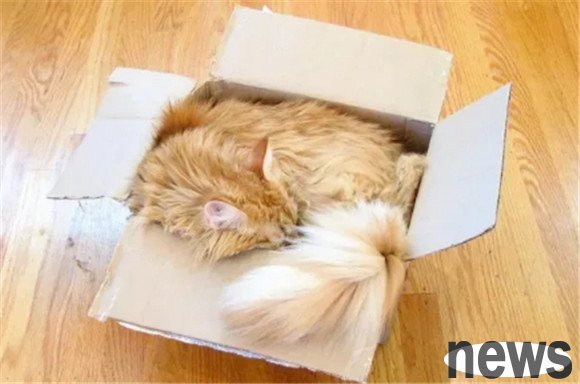 Why do cats like cartons? Decrypt the six reasons for cats’ obsession