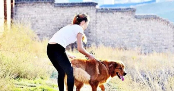 Why do women like to raise large male dogs? These two reasons are so important