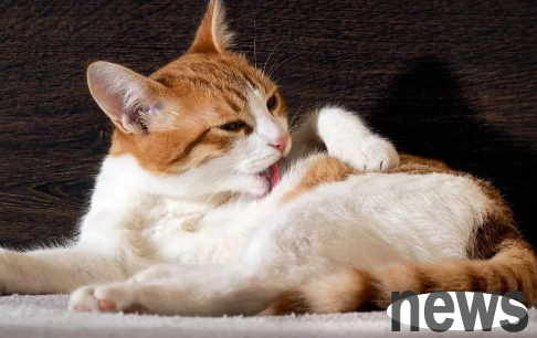 How to use psychotropic drugs when cats are abnormal? 8 key points to help you clarify