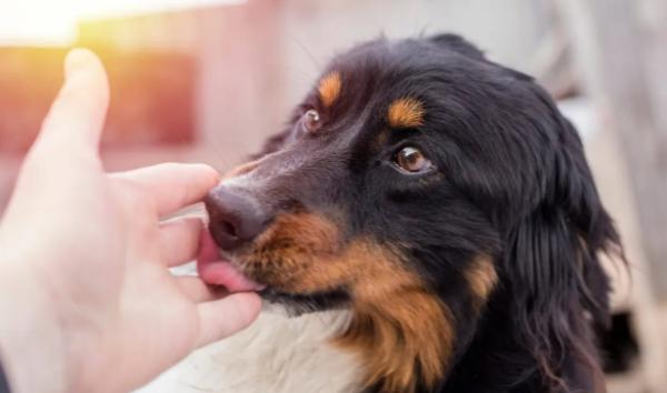 Don t pretend not to know the meaning of these 8 behaviors of dogs