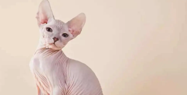 Collection of cat breeds and colors: What types of hairless cats are there?