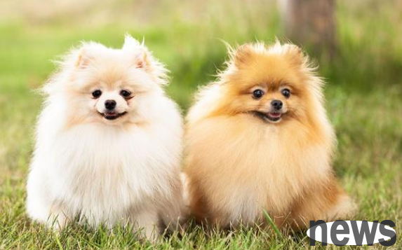 Four principles for dog selection