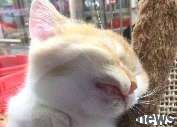 The cat suddenly couldn t lift its head overnight? Come and have a look