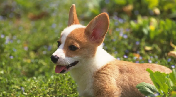 What are the symptoms of enteritis in dogs? How to treat enteritis in dogs?