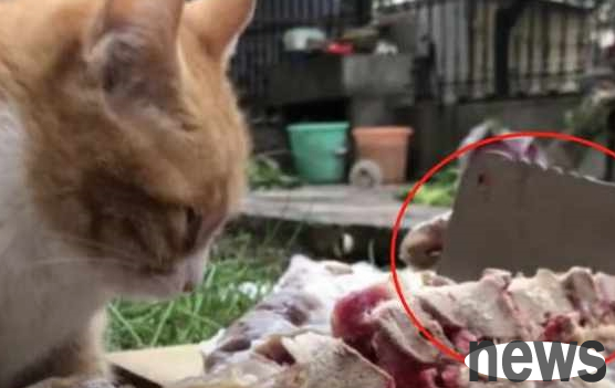 The young man was cooking in the yard, and the stray cat suddenly broke in and made people laugh! Cat: Wealth is coming in danger!