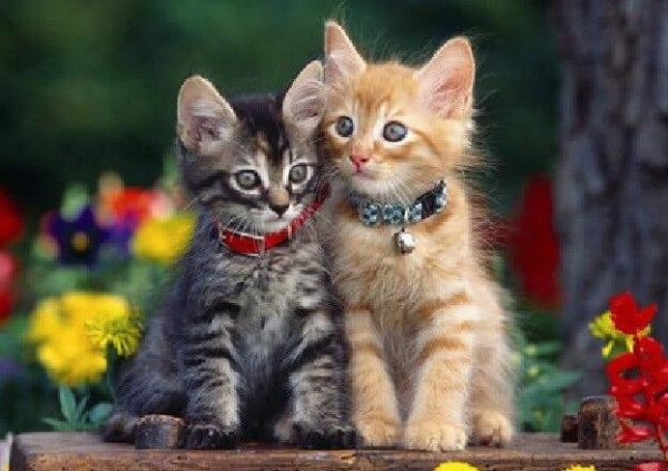 The kitten got into the bottle and can t get out, but the owner is still laughing at it