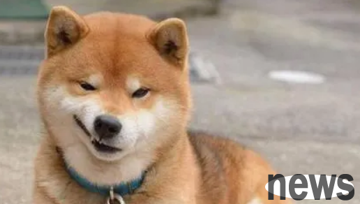 The Shiba Inu was tricked by his owner into going to a pet clinic to get vaccinated, but he died immediately without vaccination...