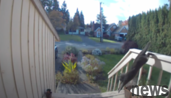 When the guard cat saw a coyote wandering into the backyard, he flew into a rage and chased the coyote away.