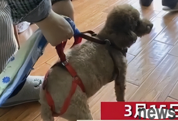 During the dog s home quarantine, the owner cut the sheets and let the dog go downstairs to use the toilet.