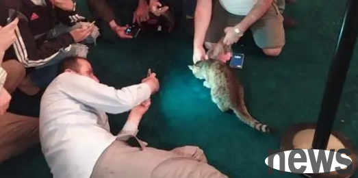 The cats in the town hall may be evicted! Later response: I won’t embarrass the cat